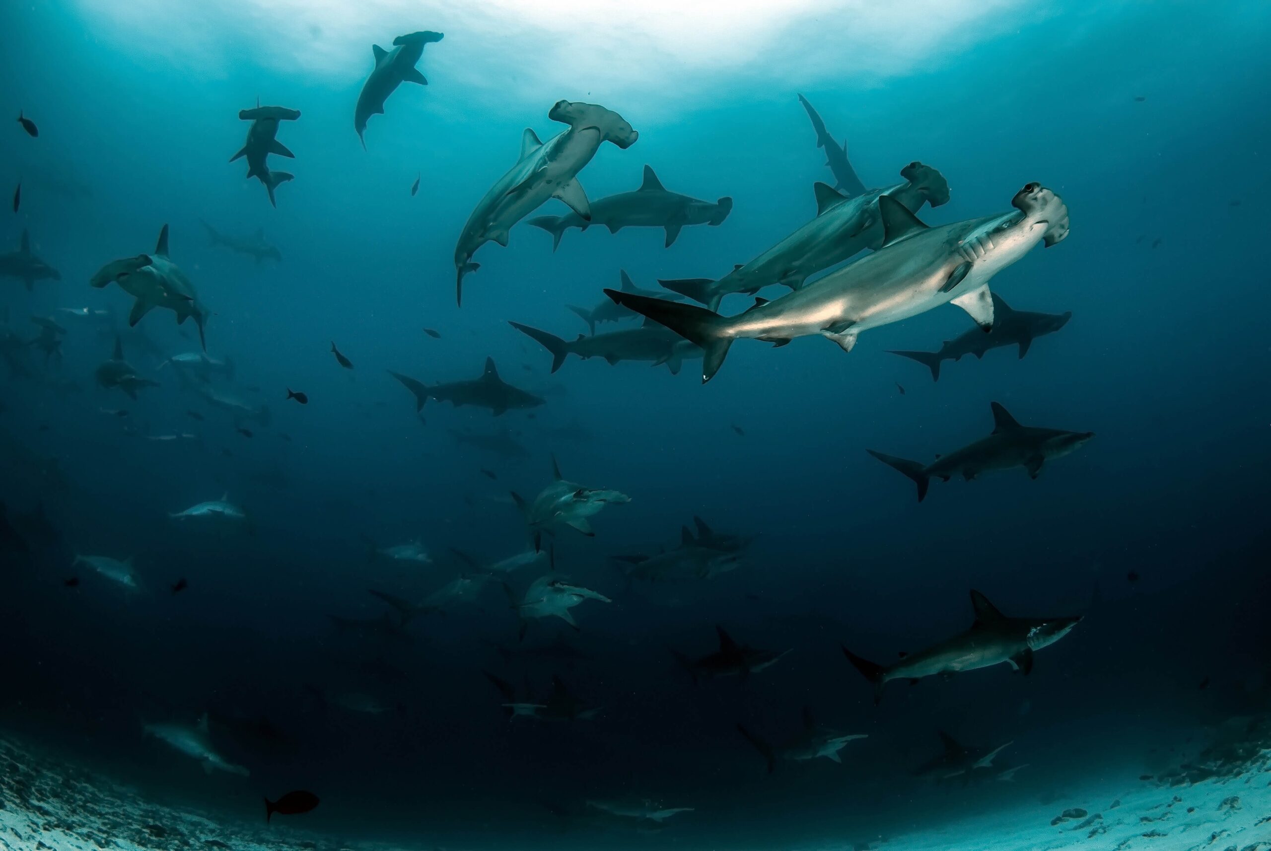 aware-shark-conservation-diver aware-shark-conservation-diver