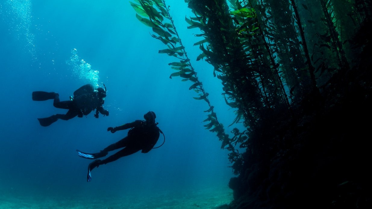 deep-diver deep-diver