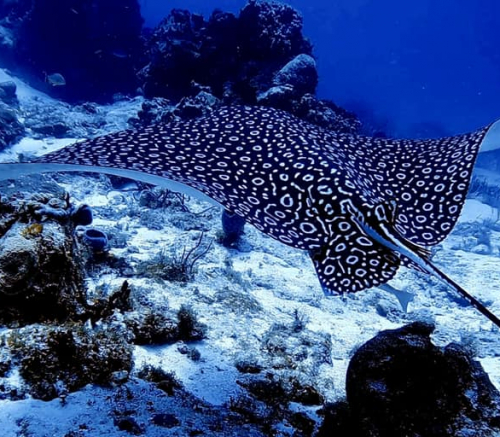 manta manta